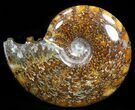 Cleoniceras Ammonite Fossil - Madagascar #40907-1
